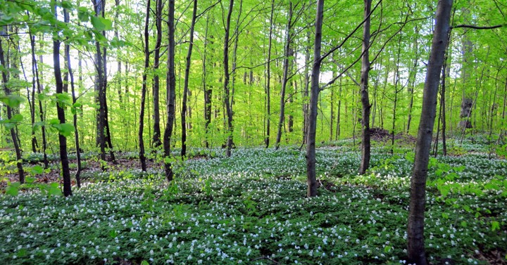 Labo Boekeskogen Hvitvveis